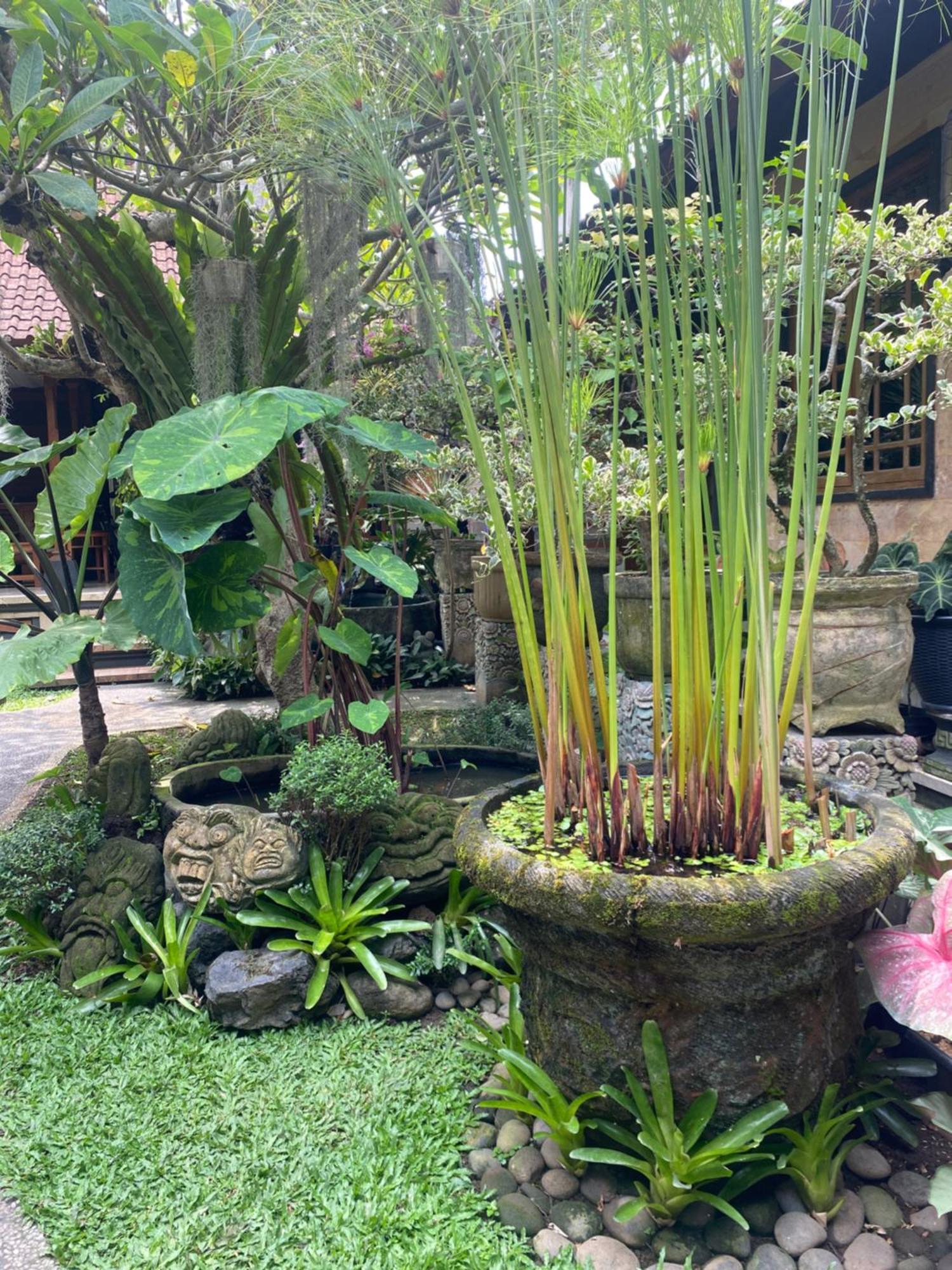 Gus Arditya Homestay Убуд Экстерьер фото
