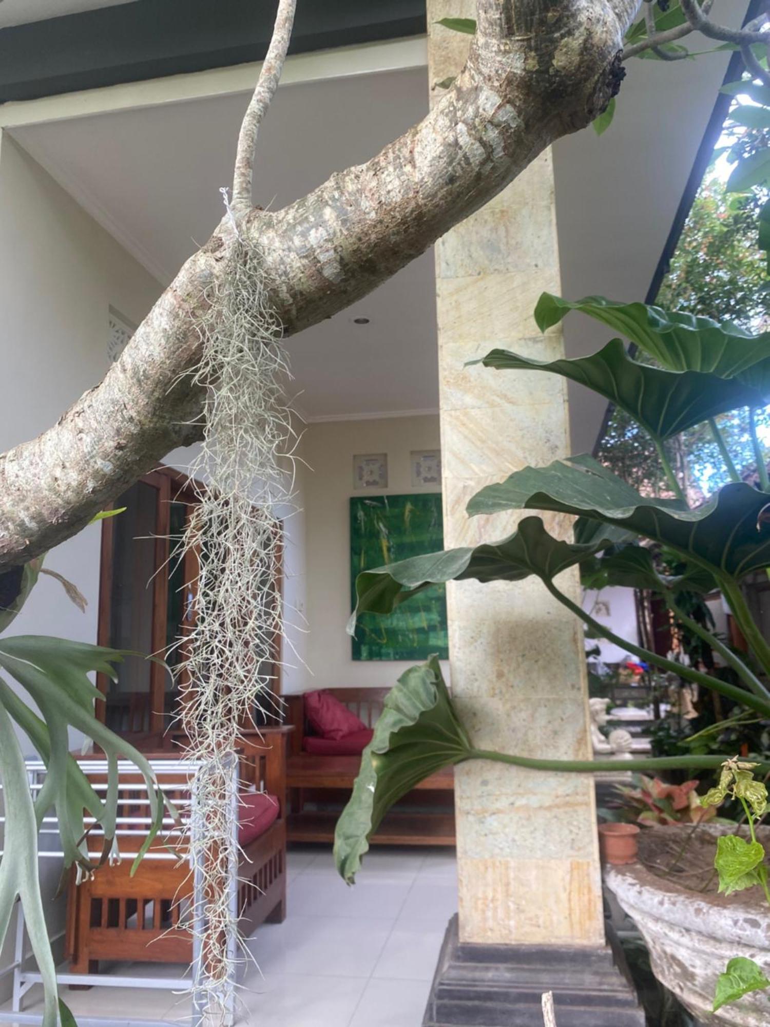 Gus Arditya Homestay Убуд Экстерьер фото