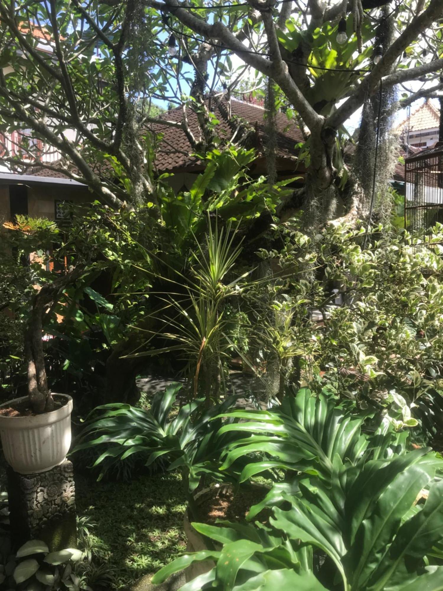 Gus Arditya Homestay Убуд Экстерьер фото